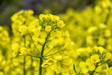 Blossoms of a Rape Plant