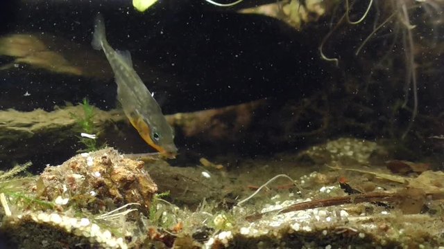 Dreistachliger Stichling, &nbsp;three-spined stickleback (Gasterosteus aculeatus) beim Nestbau