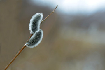 willow twig with buds on a gray blurred background