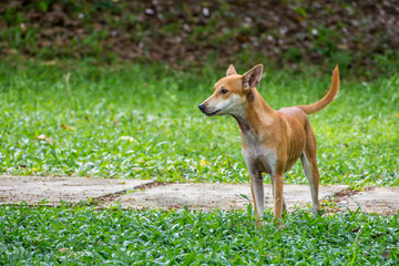 young little yellow dog 