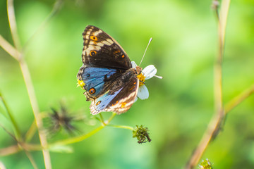 Fototapeta na wymiar colourful butterfly stay on flower