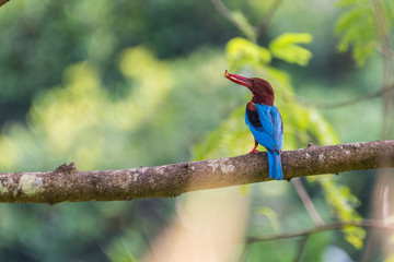 White-breasted Kingfisher (Halcyon smyrnensis) perched and eating