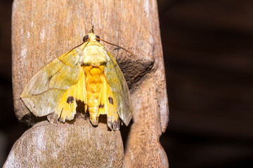 close up healthy and beautiful hummingbird hawk-moth resting on brown timber