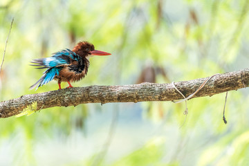 White-breasted Kingfisher perched (Halcyon smyrnensis)