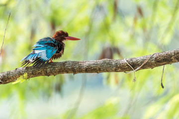 White-breasted Kingfisher perched (Halcyon smyrnensis)