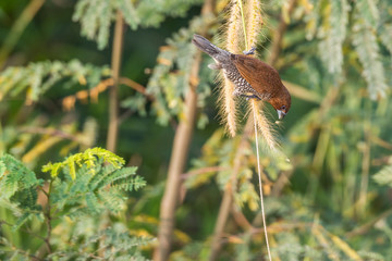 small bird sunbathing