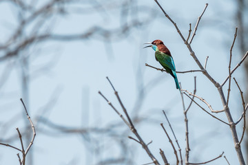Blue-throated Bee-eater perched