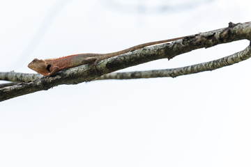 Little lizard stay on tree