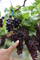 The fresh grapes on the farm are trees and fruit leaves from the vineyard near my house.