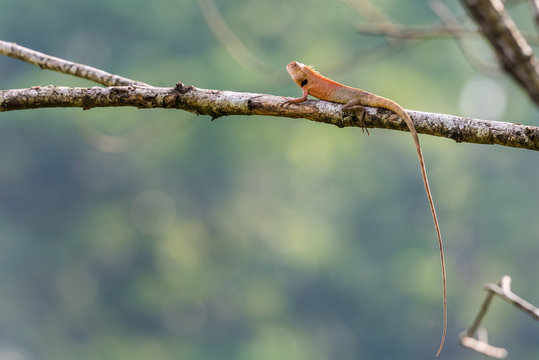 Little lizard stay on tree