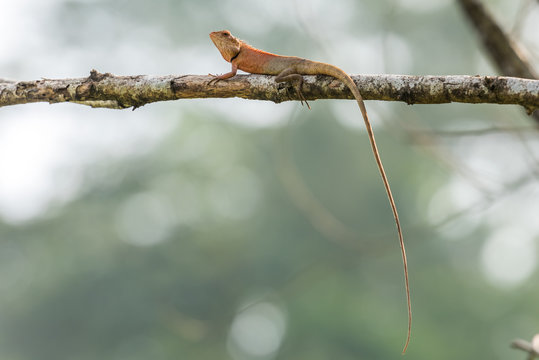 Little lizard stay on tree