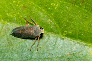 Image of a green leafhopper (Cicadella viridis) on green leaves. Insect Animal.