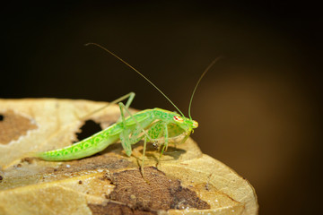 Image of green mantis(Hierodula patellifera) on leaves. Insect, Animal.