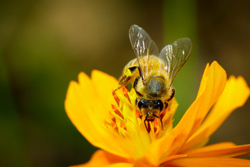 Image of bee or honeybee on yellow flower collects nectar. Golden honeybee on flower pollen. Insect. Animal