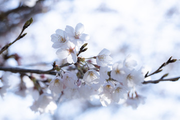 桜