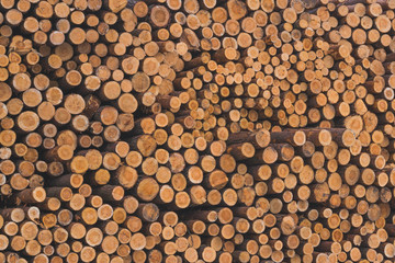 Wood on the snow. Warehouse logs against the bright sky. Lumber of pines. The texture of the rings of the tree.