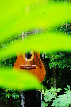 Old requinto guitar
