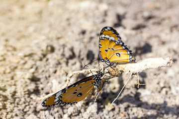 Fototapeta na wymiar close up healthy and beautiful two yellow butterfly resting at tree roots on ground