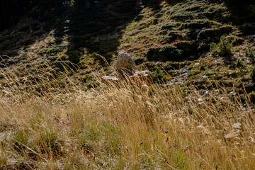 Alte Huette im Vall de Sorteny mit Gras bewuchert, Andorra, Pyraeneen