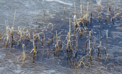 grass in water