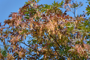 European ash or Fraxinus excelsior with seeds in the autumn