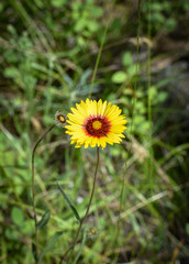 yellow flower in grass