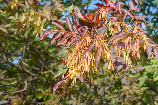 European ash or Fraxinus excelsior with seeds in the autumn