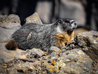 marmot on rock