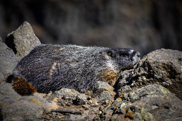 marmot in the rock