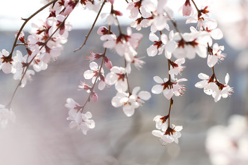 white cherry blossom in spring