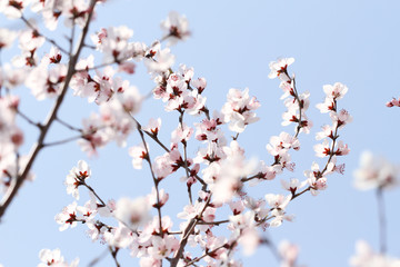 pink peach blossom in spring on blue sky background