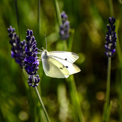 Lavender and White Butterfly
