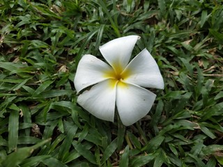 Frangipani flower on green grass