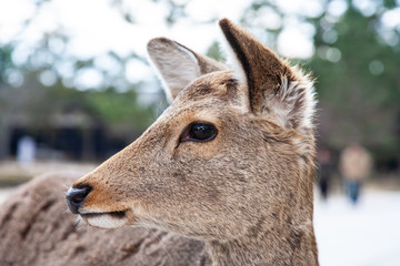 奈良公園にいる鹿の顔のアップ