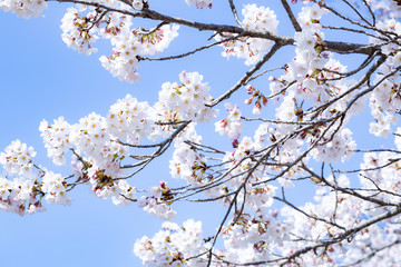 青空と桜