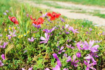field with red poppy flowers and blue flowers