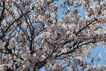 周南市文化会館桜のプロムナード