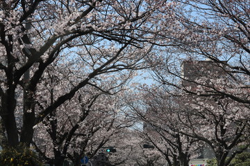 Obraz premium 周南市文化会館桜のプロムナード