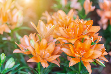 Fototapeta premium Orange flower and green leaf in garden at sunny summer or spring day for postcard beauty decoration and agriculture design.