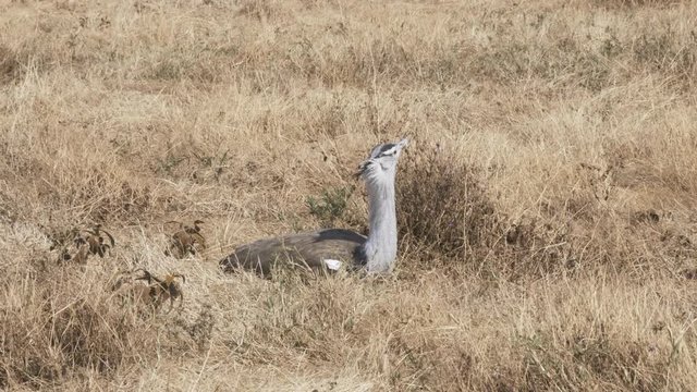a 4K 60p shot of a kori bustard sitting on the ground at ngorongoro crater in tanzania