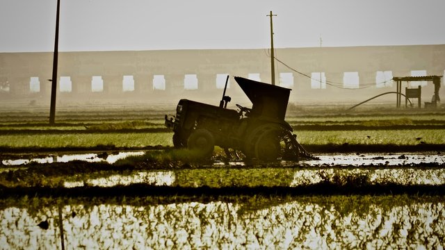 Morning in the fields