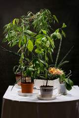 Several indoor plants on a table against a dark background