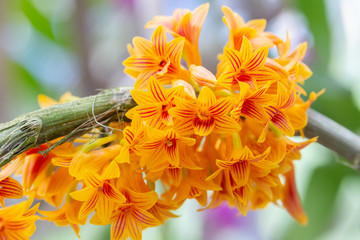 Orchid flower in orchid garden at winter or spring day for beauty and agriculture concept design....