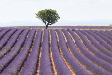 Lavender field - 259455601