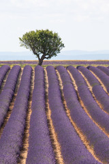 Lavender field - 259455603