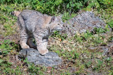 Bobcat Perched atop a Rock