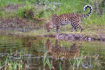 Amur Leopard approaching Pond with Reflection in the Water