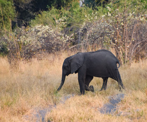 Fototapeta premium Young elephant calf ambling after his mother