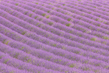 Lavender pattern - 259455814