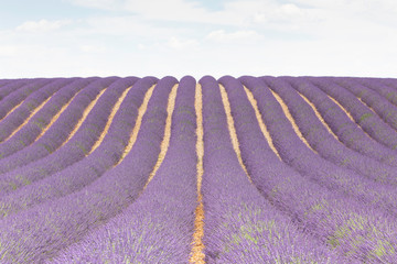 Lavender field - 259455838